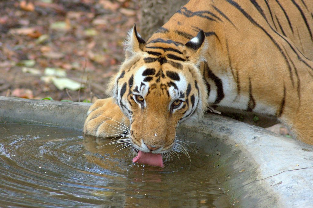 Close-up of a Bengal tiger drinking water from a concrete trough in Kanha National Park, a wildlife sanctuary among Underrated Places in India.